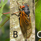 Cicada